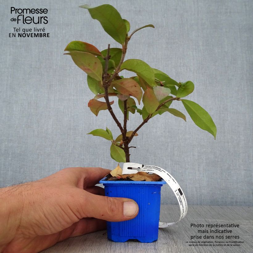 Exemplar von Trachelospermum jasminoides Winter Ruby - Jasmin étoilé Godet de 8/9 cm wie im Herbst geliefert