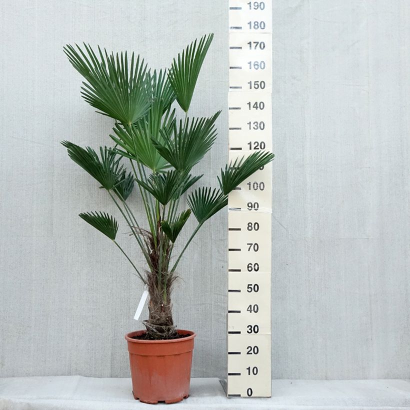 Exemplar von Trachycarpus wagnerianus - Wagner Hanfpalme Topf mit 12L/15L, Hochstamm wie im Herbst geliefert
