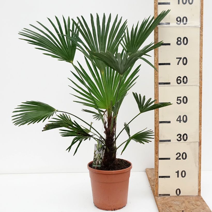Exemplar von Trachycarpus wagnerianus - Wagner Hanfpalme Topf mit 6L/7L wie im Herbst geliefert