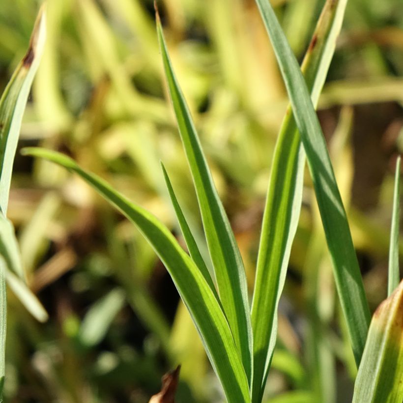 Tradescantia andersoniana Domaine de Courson - Dreimasterblume (Laub)
