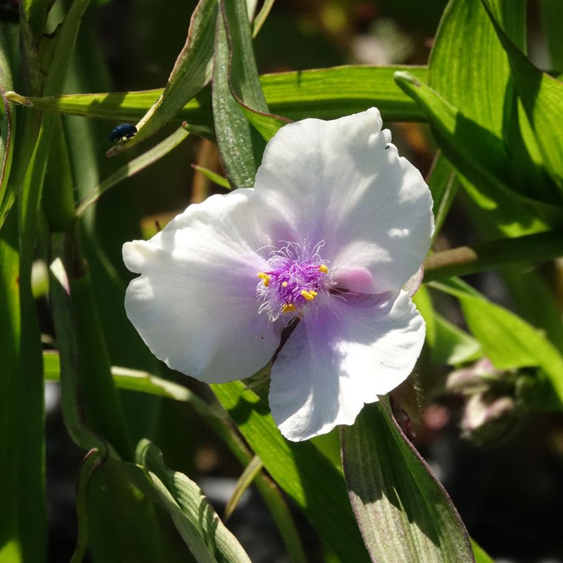Tradescantia andersoniana Domaine de Courson - Dreimasterblume (Blüte)