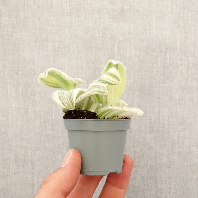 Exemplar von Dreimasterblumen - Tradescantia Brightness Mini-Pflanze wie im Frühjahr geliefert