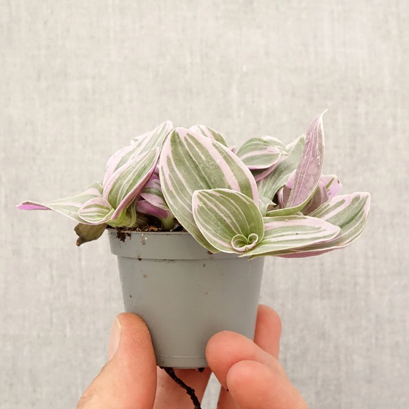 Example of Dreimasterblumen - Tradescantia cerinthoides Sweetness Mini-Pflanze as you get in printemps