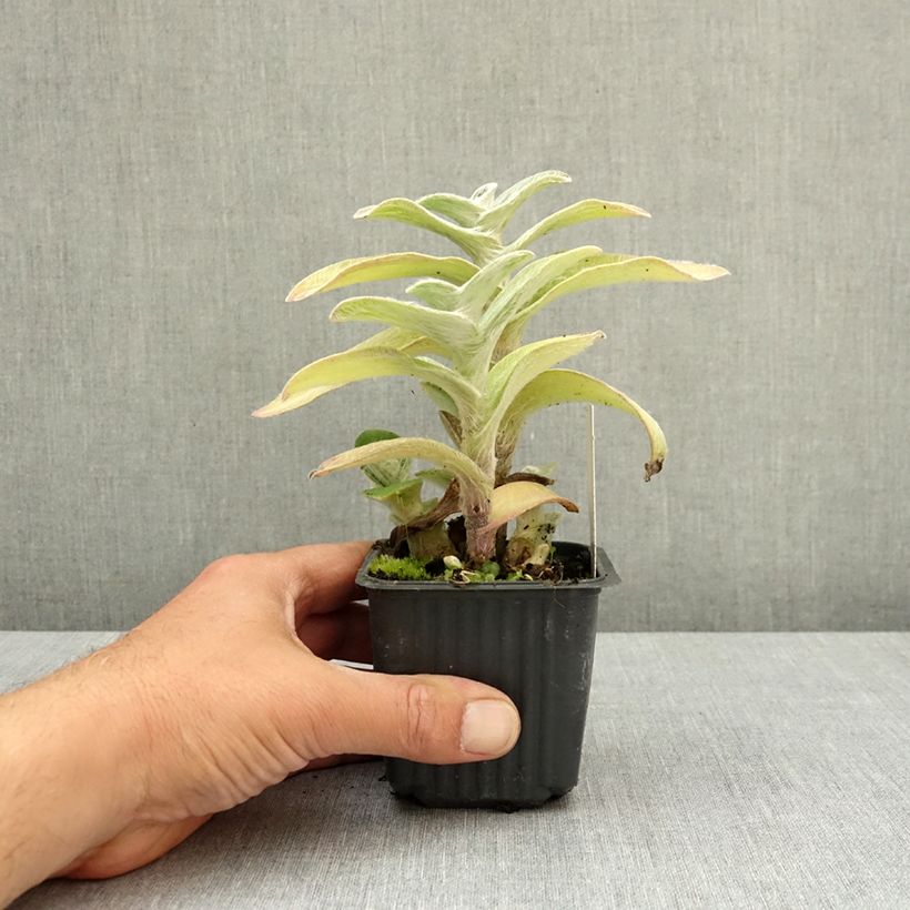 Exemplar von Dreimasterblumen - Tradescantia sillamontana Kleine Töpfe von 8/9 cm wie im Frühjahr geliefert