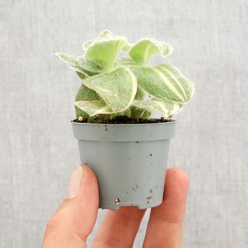 Example of Dreimasterblumen - Tradescantia sillamontana Variegata Mini-Pflanze as you get in printemps