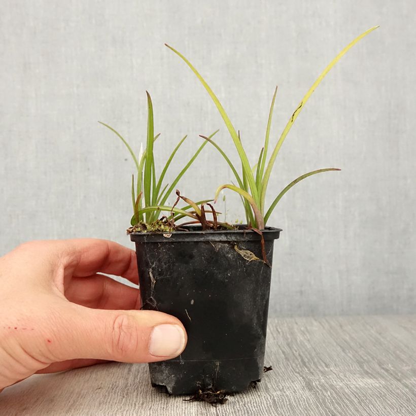 Exemplar von Tradescantia virginiana Brevicaulis - Dreimasterblume Kleine Töpfe von 8/9 cm wie im Frühjahr geliefert