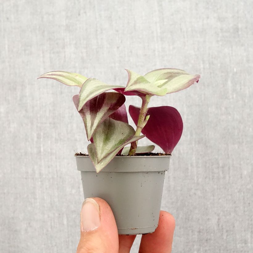 Exemplar von Zebrakraut - Tradescantia zebrina Pink Joy Mini-Pflanze wie im Frühjahr geliefert