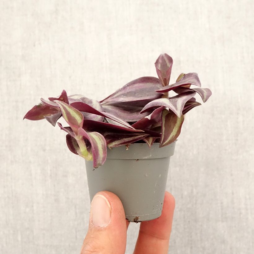 Exemplar von Zebrakraut - Tradescantia zebrina Purple Joy Mini-Pflanze wie im Frühjahr geliefert