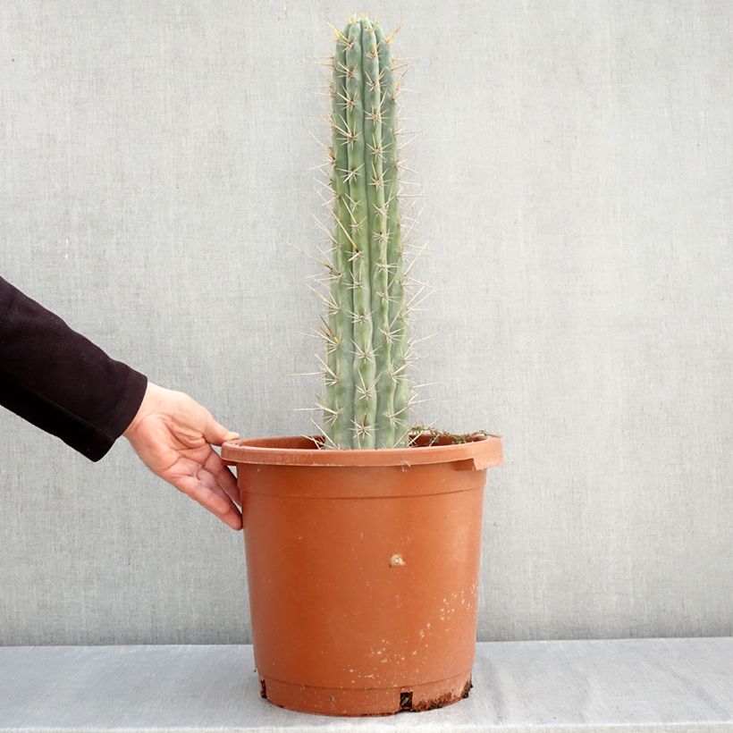 Exemplar von Trichocereus cuzcoensis - Kaktus Topf mit 12L/15L wie im Herbst geliefert