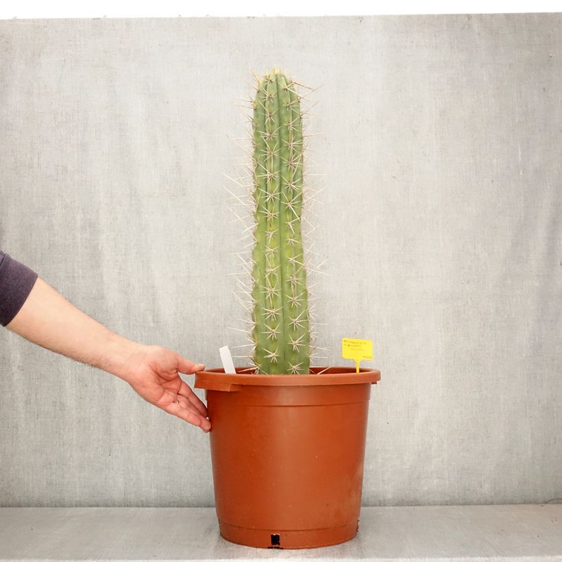 Exemplar von Trichocereus cuzcoensis - Kaktus Topf mit 12L/15L wie im Frühjahr geliefert