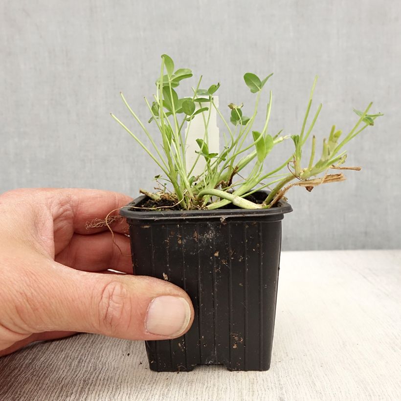 Exemplar von Trifolium fragiferum - Trèfle porte-fraise Kleine Töpfe von 8/9 cm wie im Frühjahr geliefert