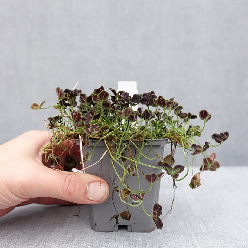 Exemplar von Trifolium repens Dark Debbie - Trèfle Godet de 8/9 cm wie im Winter geliefert