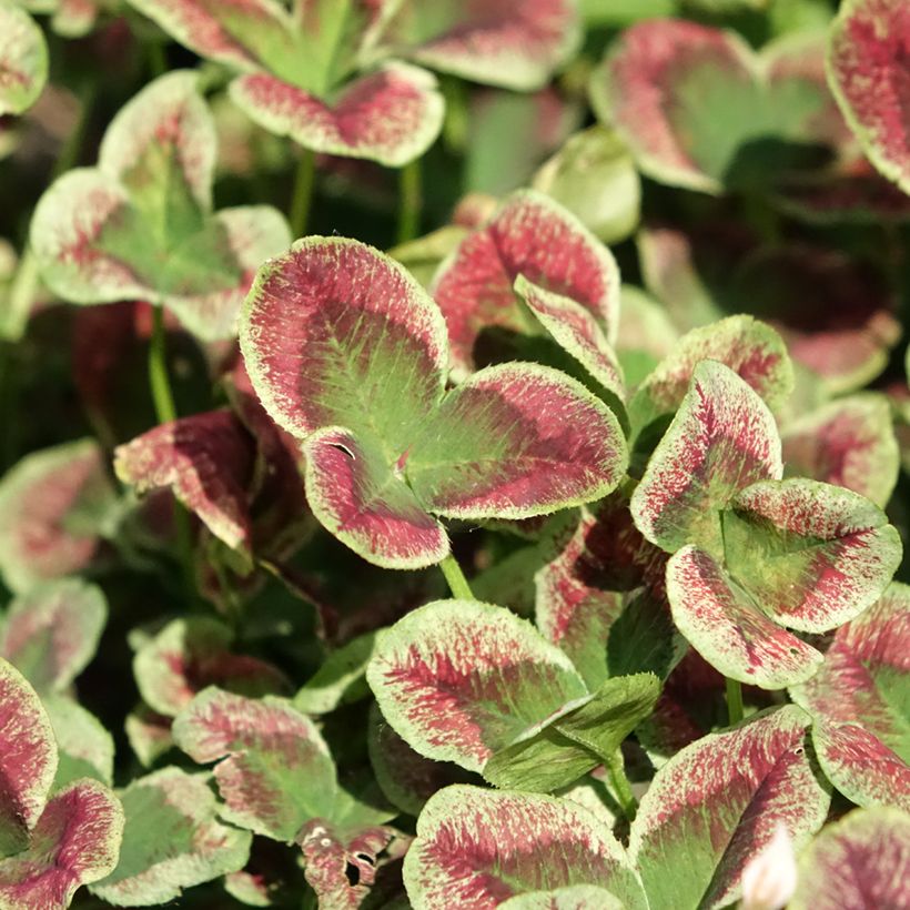 Weiß-Klee Estelle - Trifolium repens (Laub)
