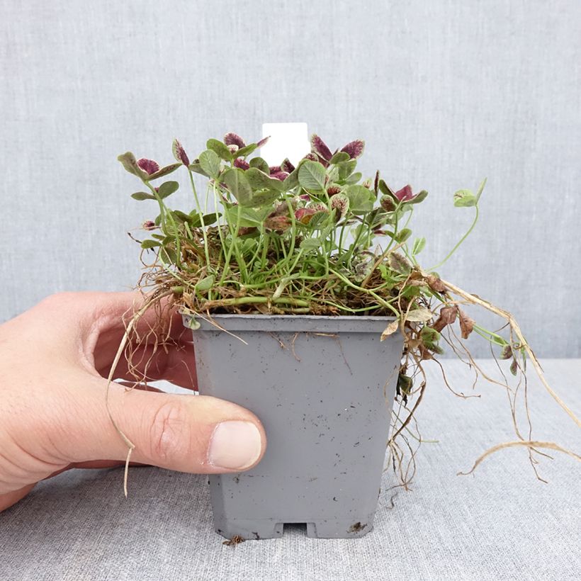 Exemplar von Weiß-Klee Estelle - Trifolium repens Kleine Töpfe von 8/9 cm wie im Frühjahr geliefert