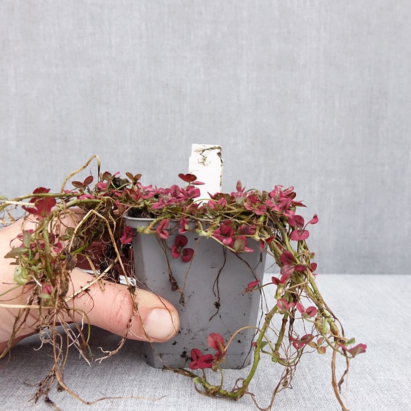 Exemplar von Trifolium repens Isabella - Trèfle Godet de 8/9 cm wie im Winter geliefert