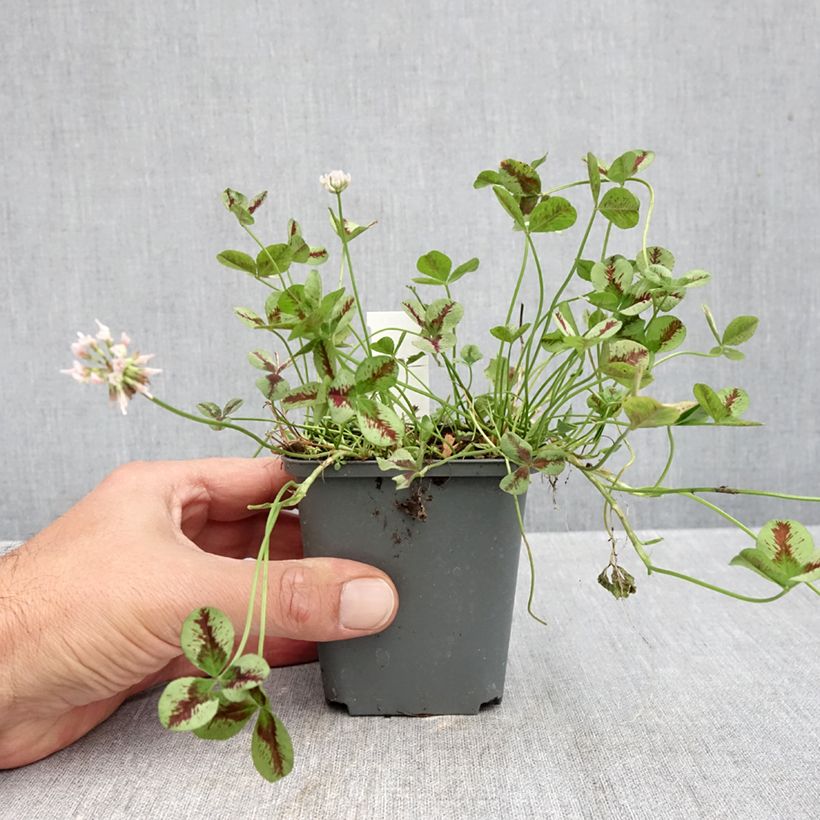 Exemplar von Weiß-Klee Sweet Mike - Trifolium repens Kleine Töpfe von 8/9 cm wie im Herbst geliefert