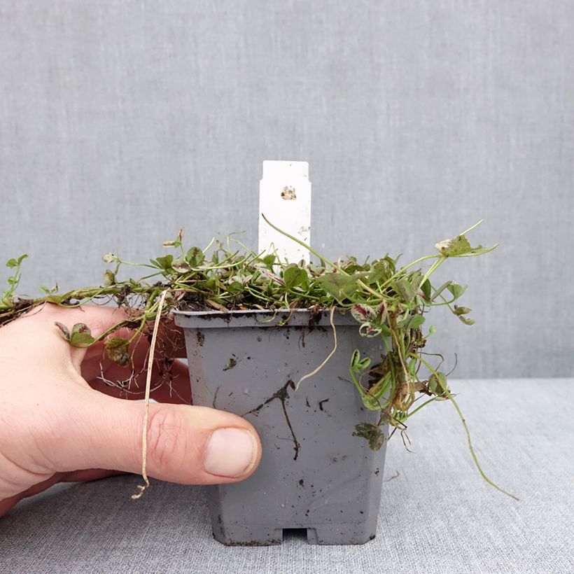 Exemplar von Trifolium repens Sweet Mike - Trèfle Godet de 8/9 cm wie im Winter geliefert