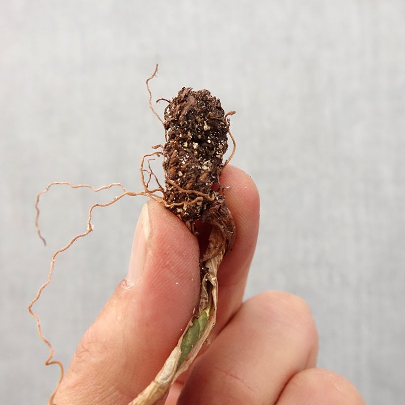 Exemplar von Trillium cuneatum - Dreiblatt Zwiebel Kaliber/Größe I wie im Frühjahr geliefert