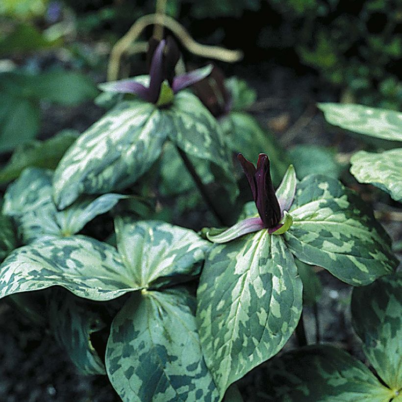 Trillium cuneatum - Dreiblatt (Wuchs)