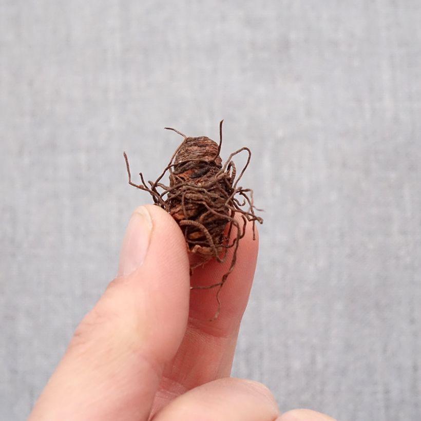 Exemplar von Trillium grandiflorum Flore Pleno - Dreiblatt Zwiebel Kaliber/Größe I wie im Frühjahr geliefert