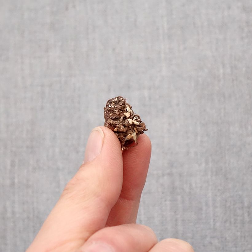 Exemplar von Trillium grandiflorum - Dreiblatt Zwiebel Kaliber/Größe I wie im Frühjahr geliefert