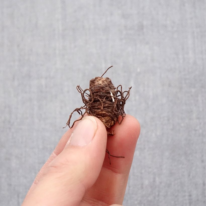 Exemplar von Trillium luteum (Zwiebel) - Dreiblatt Zwiebel Kaliber/Größe I wie im Frühjahr geliefert