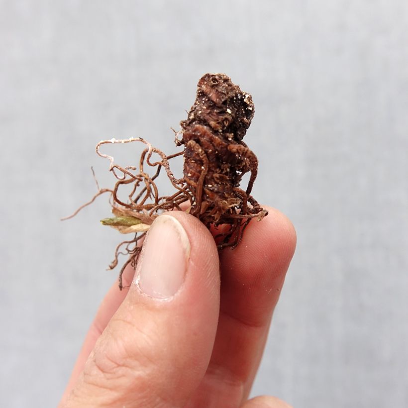 Exemplar von Trillium recurvatum (Zwiebel) - Dreiblatt Zwiebel Kaliber/Größe I wie im Frühjahr geliefert