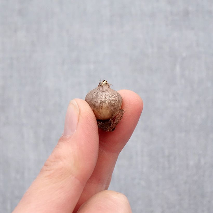 Exemplar von Triteleia ixioides Starlight - Gelbe Triteleie Zwiebel Kaliber/Größe 5+ wie im Frühjahr geliefert