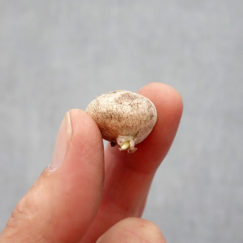 Exemplar von Triteleia laxa Queen Fabiola - Blaue Triteleie Zwiebel Kaliber/Größe 4+ wie im Frühjahr geliefert