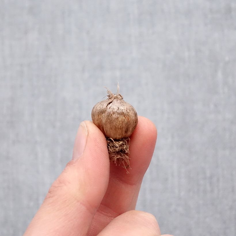 Exemplar von Triteleia laxa Silver Queen - Blaue Triteleie Zwiebel Kaliber/Größe 5+ wie im Frühjahr geliefert