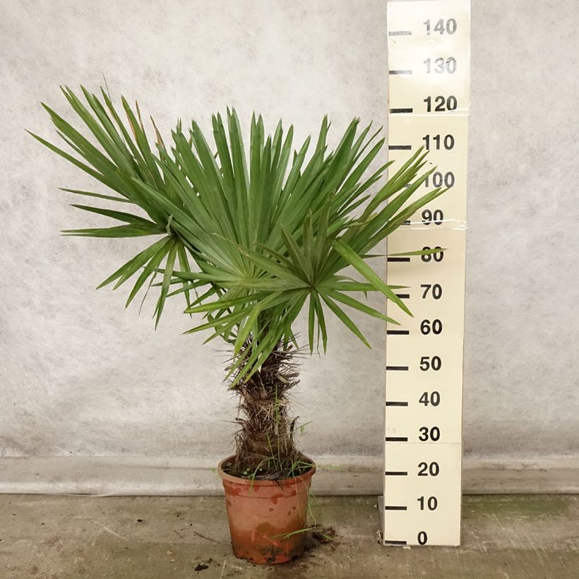 Exemplar von Trithrinax campestris - Blaue Nadelpalme Topf mit 7,5L/10L wie im Herbst geliefert