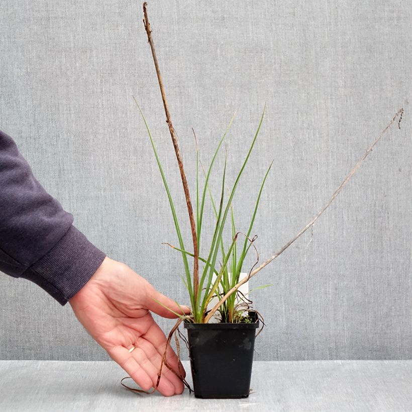 Exemplar von Fackellilie Lemon Popsicle - Kniphofia Kleine Töpfe von 8/9 cm wie im Herbst geliefert