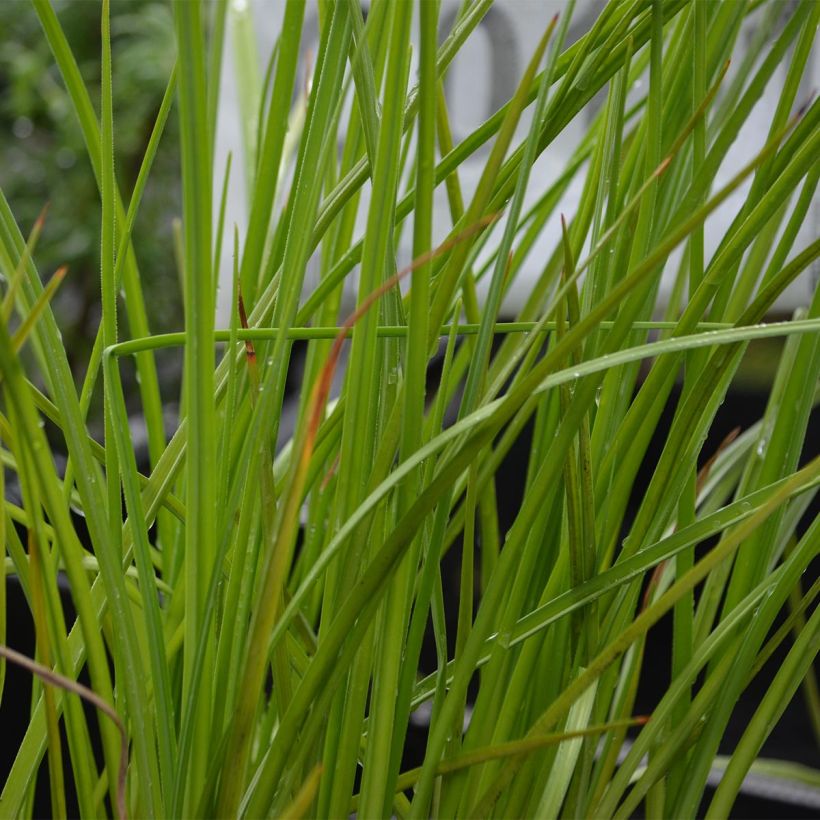 Fackellilie Mango Popsicle - Kniphofia (Foliage)