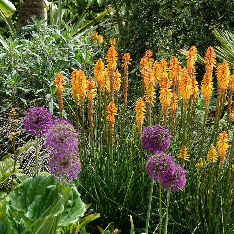 Fackellilie Mango Popsicle - Kniphofia (Plant habit)