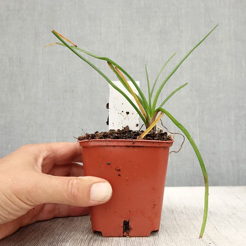 Exemplar von Tritoma - Kniphofia Mango Popsicle Godet de 8/9 cm wie im Herbst geliefert
