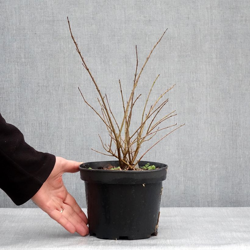 Exemplar von Troène commun - Ligustrum vulgare Lodense Pot de 3L/4L wie im Winter geliefert