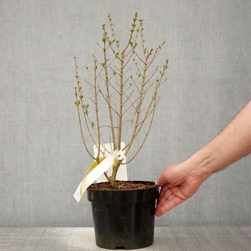 Exemplar von Ovalblättriger Liguster Green Diamond - Ligustrum ovalifolium Topf mit 2L/3L wie im Frühjahr geliefert