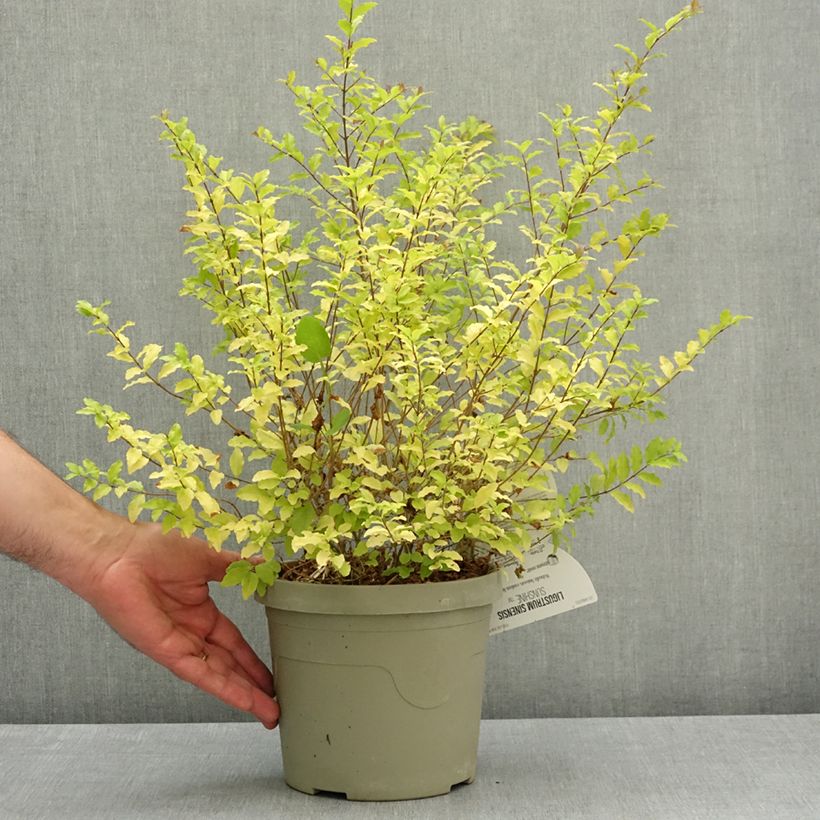 Exemplar von Chinesischer Liguster Sunshine - Ligustrum sinense Topf mit 2L/3L wie im Frühjahr geliefert