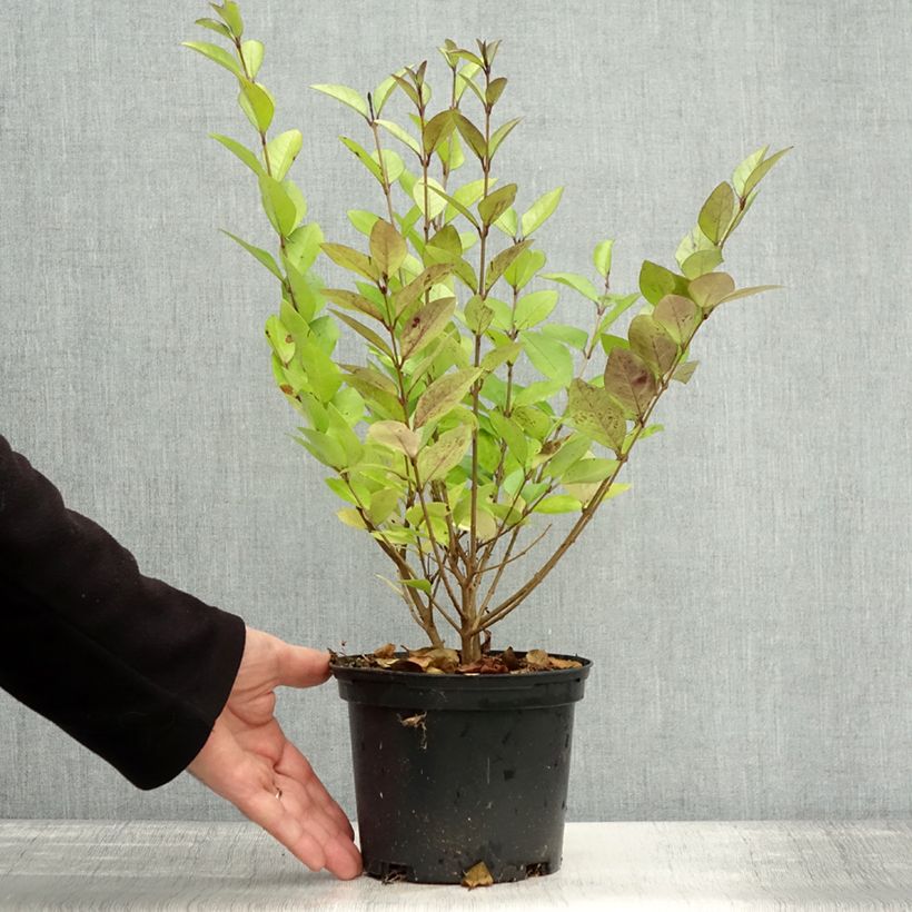 Exemplar von Gelblaubiger Liguster - Ligustrum vicaryi Topf mit 2L/3L wie im Herbst geliefert