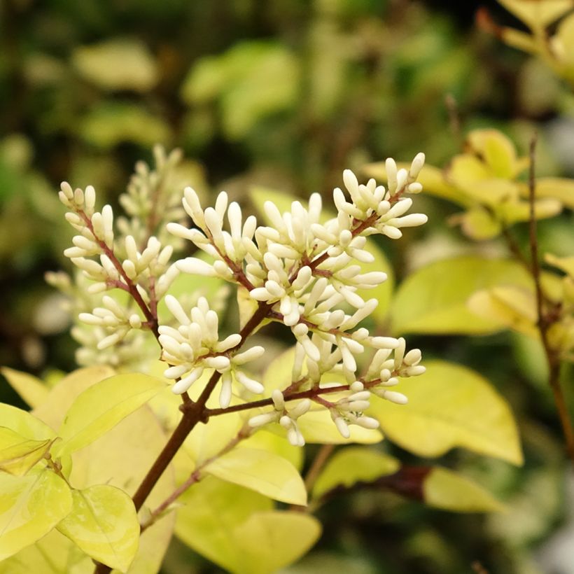Gelblaubiger Liguster - Ligustrum vicaryi (Flowering)