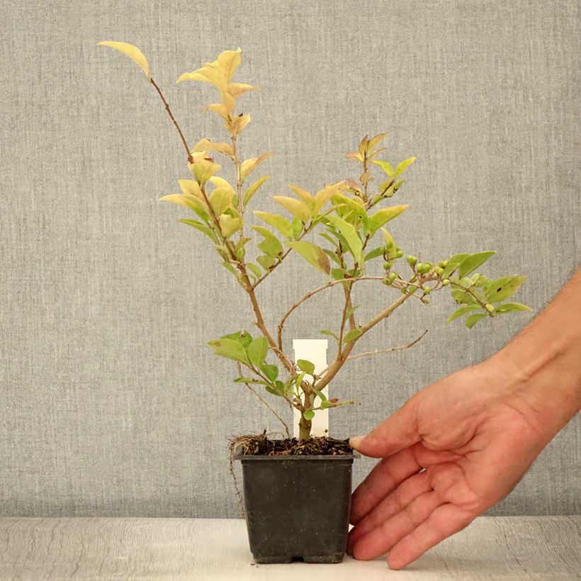 Exemplar von Gelblaubiger Liguster - Ligustrum vicaryi Kleine Töpfe von 8/9 cm wie im Sommer geliefert