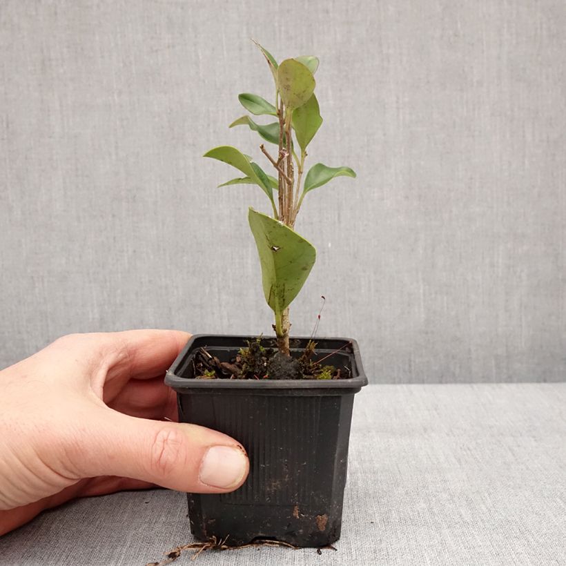 Exemplar von Japanischer Liguster - Ligustrum japonicum Kleine Töpfe von 8/9 cm wie im Winter geliefert