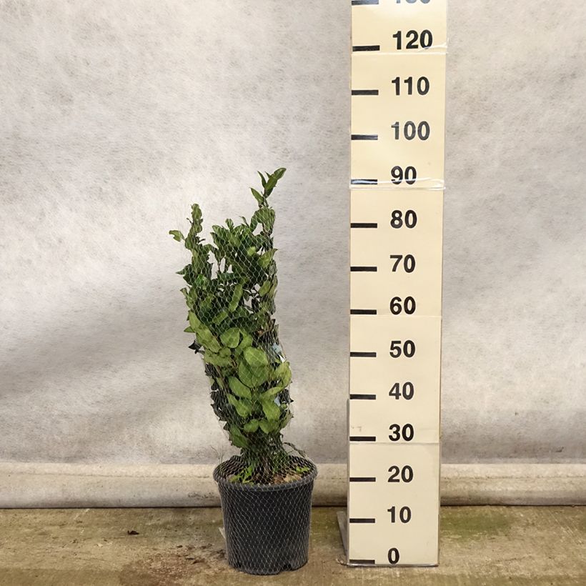 Exemplar von Japanischer Liguster Texanum - Ligustrum japonicum Topf mit 7,5L/10L wie im Herbst geliefert