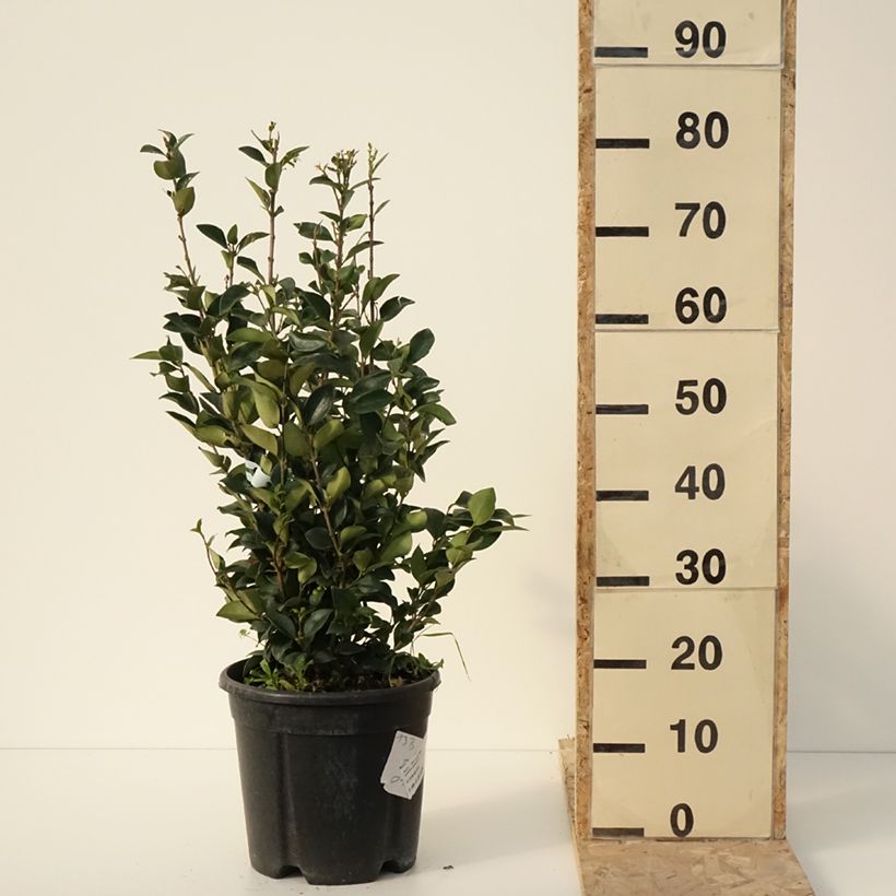 Exemplar von Troène du Texas - Ligustrum japonicum Texanum Pot de 7,5L/10L wie im Winter geliefert