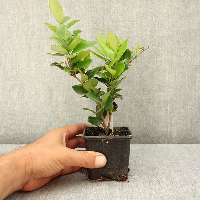 Exemplar von Japanischer Liguster Texanum - Ligustrum japonicum Kleine Töpfe von 8/9 cm wie im Sommer geliefert