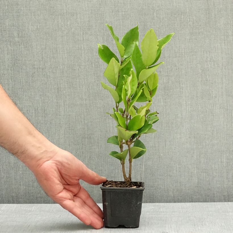 Exemplar von Japanischer Liguster Texanum - Ligustrum japonicum Kleine Töpfe von 8/9 cm wie im Frühjahr geliefert