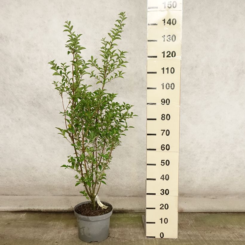 Exemplar von Ovalblättriger Liguster - Ligustrum ovalifolium Topf mit 7,5L/10L wie im Sommer geliefert