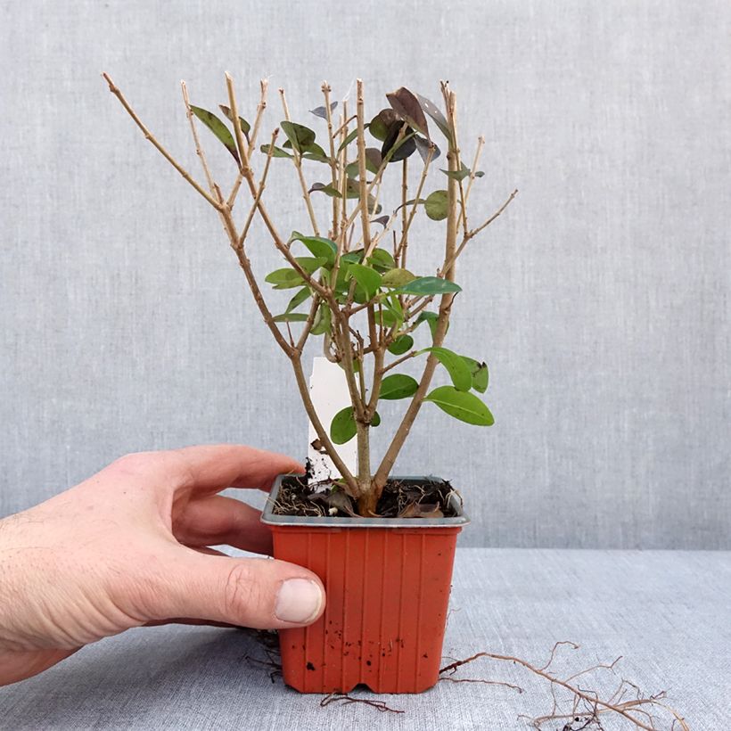 Exemplar von Troène - Ligustrum ovalifolium Godet de 8/9 cm wie im Winter geliefert