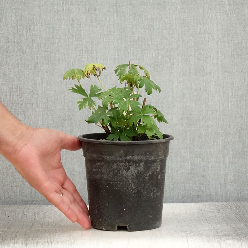 Exemplar von Chinesische Trollblume Golden Queen - Trollius chinensis Topf mit 2L/3L wie im Sommer geliefert