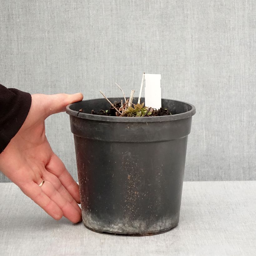 Example of Chinesische Trollblume Golden Queen - Trollius chinensis Topf mit 2L/3L as you get in printemps